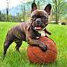ALL AMERICAN PET PHOTO DAY  July 11