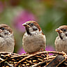 BIRD DAY  May 4