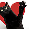 BLACK CAT APPRECIATION DAY  August 17
