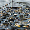 DAY FOR THE FIGHT AGAINST ILLEGAL FISHING | June 5