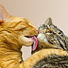 Global Cat Day