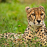 International Cheetah Day