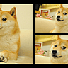 International Doge Day