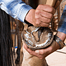 International Hoof Care Week | Begins Third Thursday in January