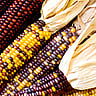 Maize Day