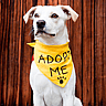 NATIONAL ADOPT A SHELTER PET DAY  April 30