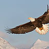 NATIONAL AMERICAN EAGLE DAY  June 20