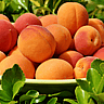 Apricot Day