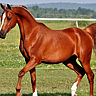 NATIONAL ARABIAN HORSE DAY - February 19 