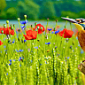 NATIONAL AUDUBON DAY  April 26