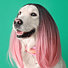 Big Wig Day