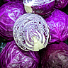 NATIONAL CABBAGE DAY - February 17 