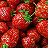 NATIONAL CALIFORNIA STRAWBERRY DAY  March 21