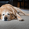 National Canine Lymphoma Awareness Day