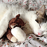 National Cat Day