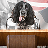 NATIONAL CHECKERS DAY AND DOGS IN POLITICS DAY  September 23