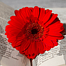 National Cowboy Poetry Gathering Week | Last Week in January