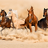 National Day of the Horse