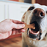 NATIONAL DOG BISCUIT DAY - February 23 