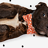 NATIONAL DOG MOM'S DAY  Second Saturday in May