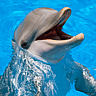 NATIONAL DOLPHIN DAY  April 14