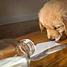 NATIONAL DON’T CRY OVER SPILLED MILK DAY - February 11 
