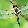 NATIONAL DRAGONFLY DAY  Second Saturday in June