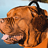 NATIONAL EARMUFF DAY  March 13
