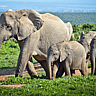 NATIONAL ELEPHANT APPRECIATION DAY  September 22