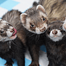 NATIONAL FERRET DAY  April 2