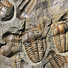 National Fossil Day
