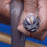 National Hagfish Day