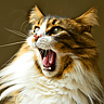 NATIONAL HAIRBALL AWARENESS DAY  Last Friday in April