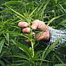 NATIONAL HEMP DAY - February 4 