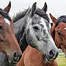 NATIONAL HORSE PROTECTION DAY  March 1