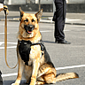 NATIONAL K9 VETERANS DAY  March 13
