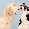NATIONAL KISS AND MAKE UP DAY  August 25