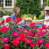 NATIONAL KNOCK OUT ROSE DAY | Friday Before Mother's Day