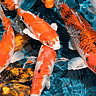 NATIONAL KOI DAY  July 7
