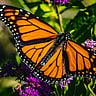 NATIONAL LEARN ABOUT BUTTERFLIES DAY  March 14