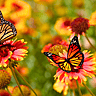 NATIONAL LIVING DONOR DAY  April 11