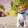 NATIONAL LOST DOG AWARENESS DAY  April 23