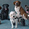 National Make A Dog's Day