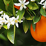 NATIONAL ORANGE BLOSSOM DAY  June 27