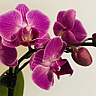NATIONAL ORCHID DAY  April 16