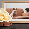 NATIONAL PET MEMORIAL DAY  Second Sunday in September