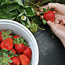 NATIONAL PICK STRAWBERRIES DAY  May 20