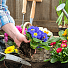 NATIONAL PLANT A FLOWER DAY  March 12