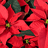 National Poinsettia Day