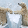 NATIONAL POLAR BEAR DAY - February 27 